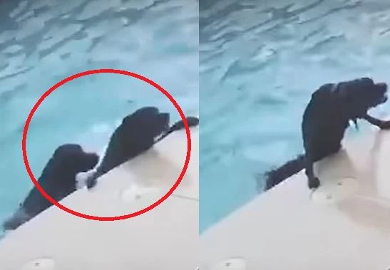 Η απίστευτη προσπάθεια ενός σκύλου να σώσει σκύλο που πνίγεται (βίντεο)